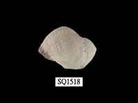 藏品(紫口珊瑚螺)的圖片